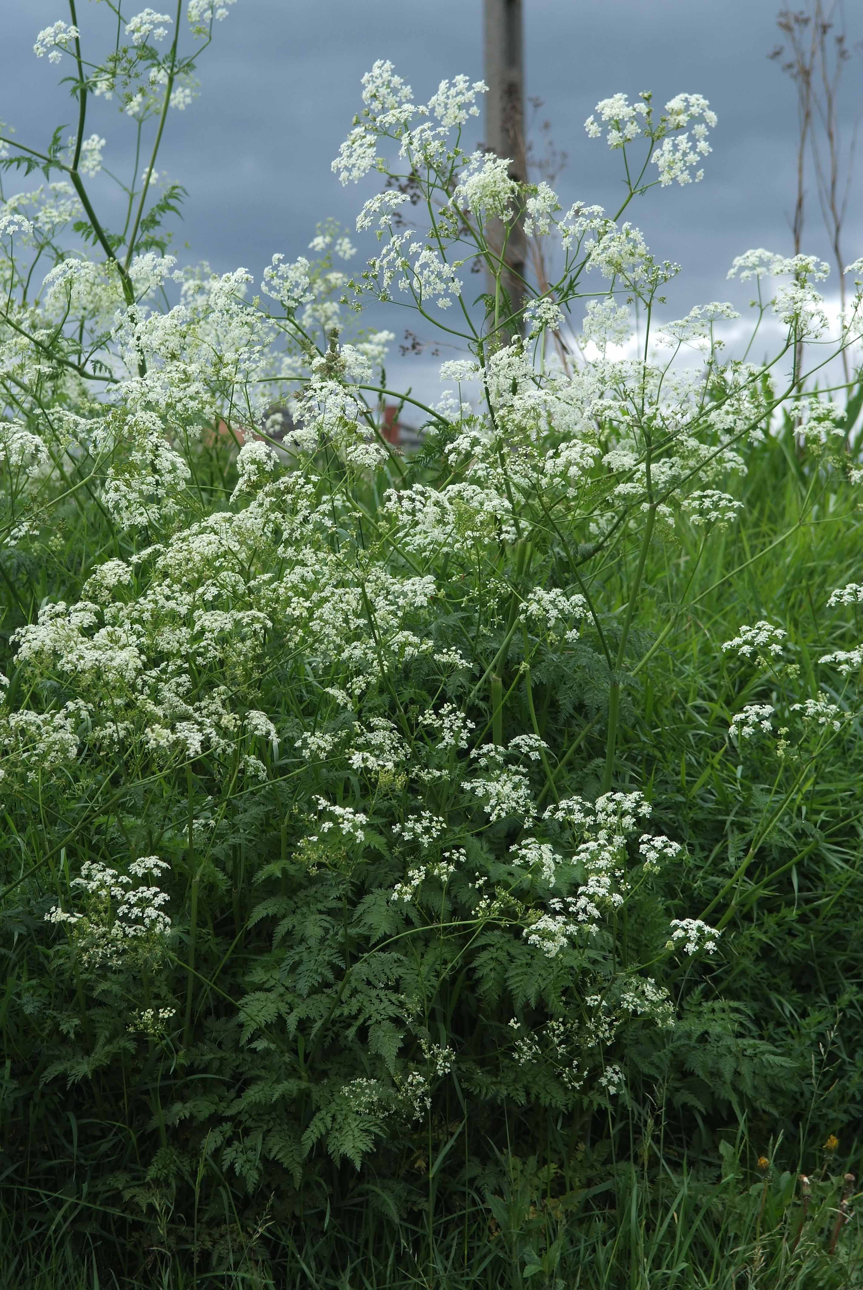<p>Klasa <strong>ARTEMISIETEA VULGARIS </strong><span style="line-height: 22px;">związek<strong> <em>Glechometalia hederaceae</em></strong>&nbsp;</span></p>
