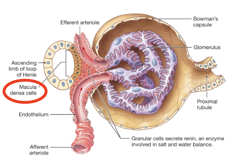 <p>Macula densa</p>