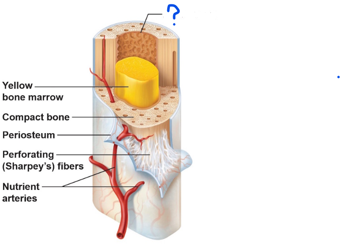 <ul><li><p>inner surface of bone</p></li><li><p>lines the medullary cavity</p></li><li><p>consists of osteoprogenitor cells</p><ul><li><p>actively involved in repair &amp; growth</p></li></ul></li></ul><p></p><p></p>