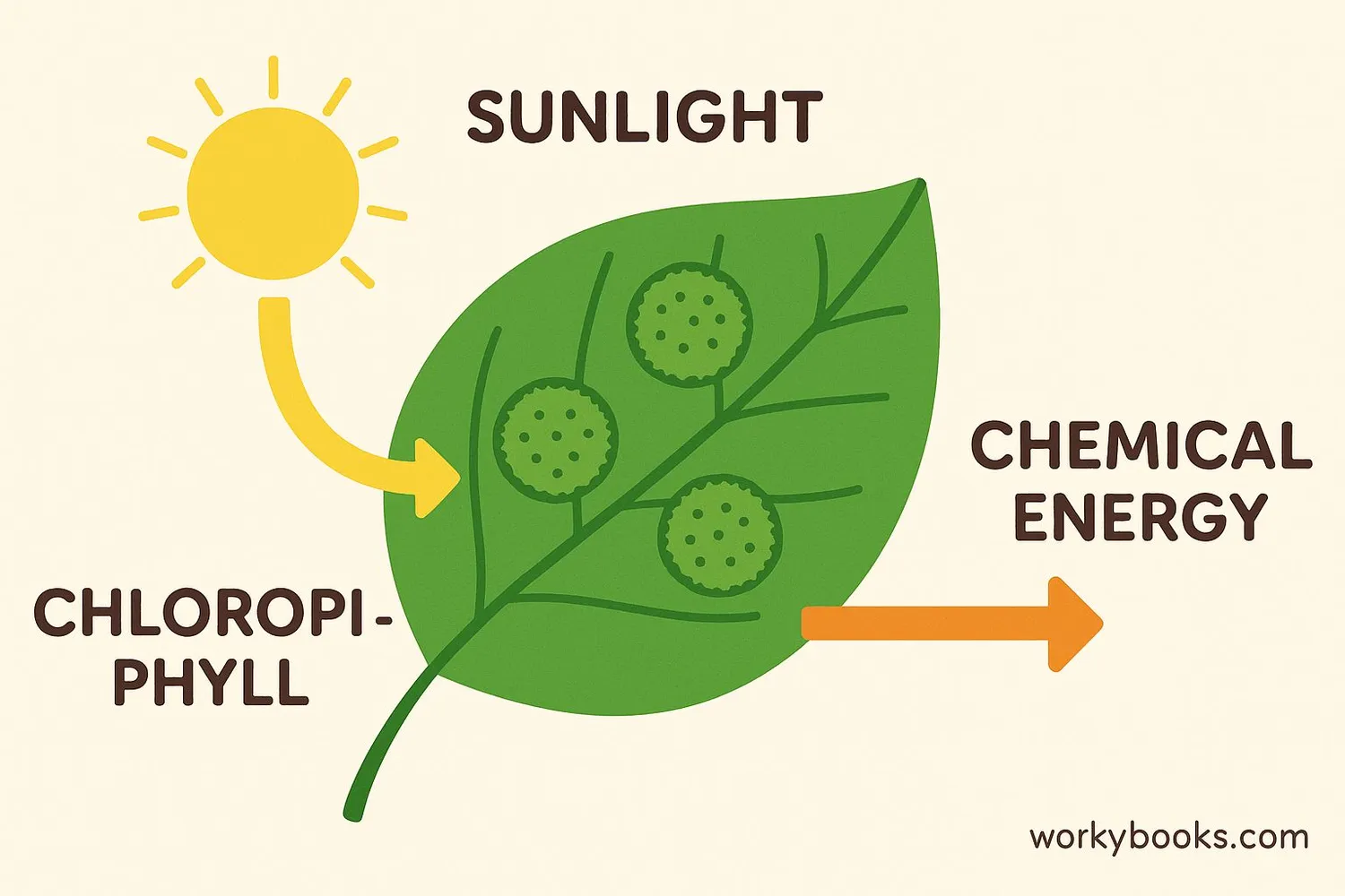 <p>chlorophyll </p>