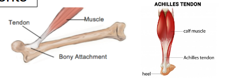 <p><strong>tendon</strong></p>