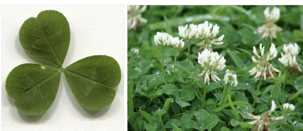 <ul><li><p>Low creeping stems</p></li><li><p>Three rounded leaflets</p></li><li><p>White flower heads spring–summer</p></li><li><p>Forms mats in lawns</p></li><li><p>Fields, lawns & disturbed ground</p></li><li><p>Often confused with red clover</p></li></ul><p></p>