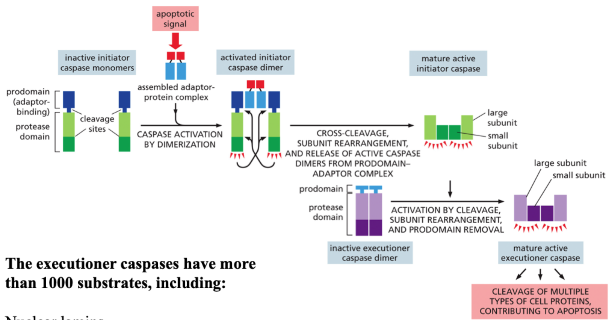 <p>Et apoptotisk signal aktiverer <strong>initiator-caspaser</strong>, som derefter aktiverer <strong>executioner-caspaser</strong>, der kløver mange celleproteiner og udfører apoptosen.</p>
