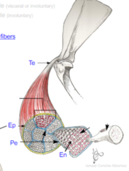 <p>Around fibers</p>