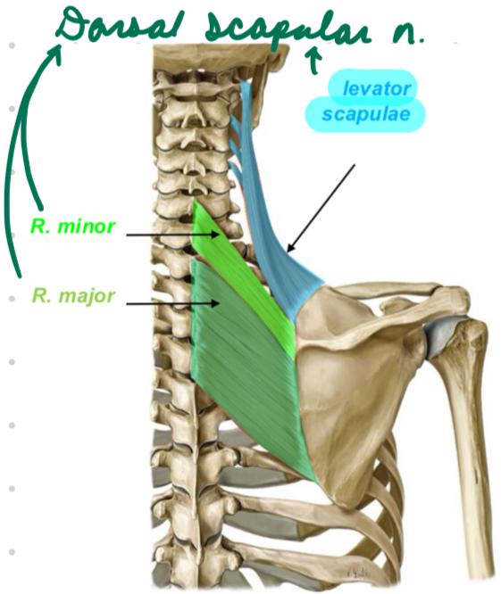 <p>Innervation: Dorsal scapular n.*</p><p>Action:</p><ul><li><p>Scapular elevation</p></li></ul><p></p>
