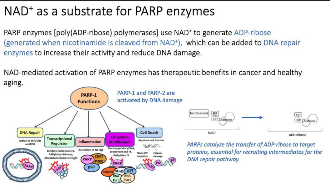 <p>DNA damage</p><p>DNA repair pathway </p>