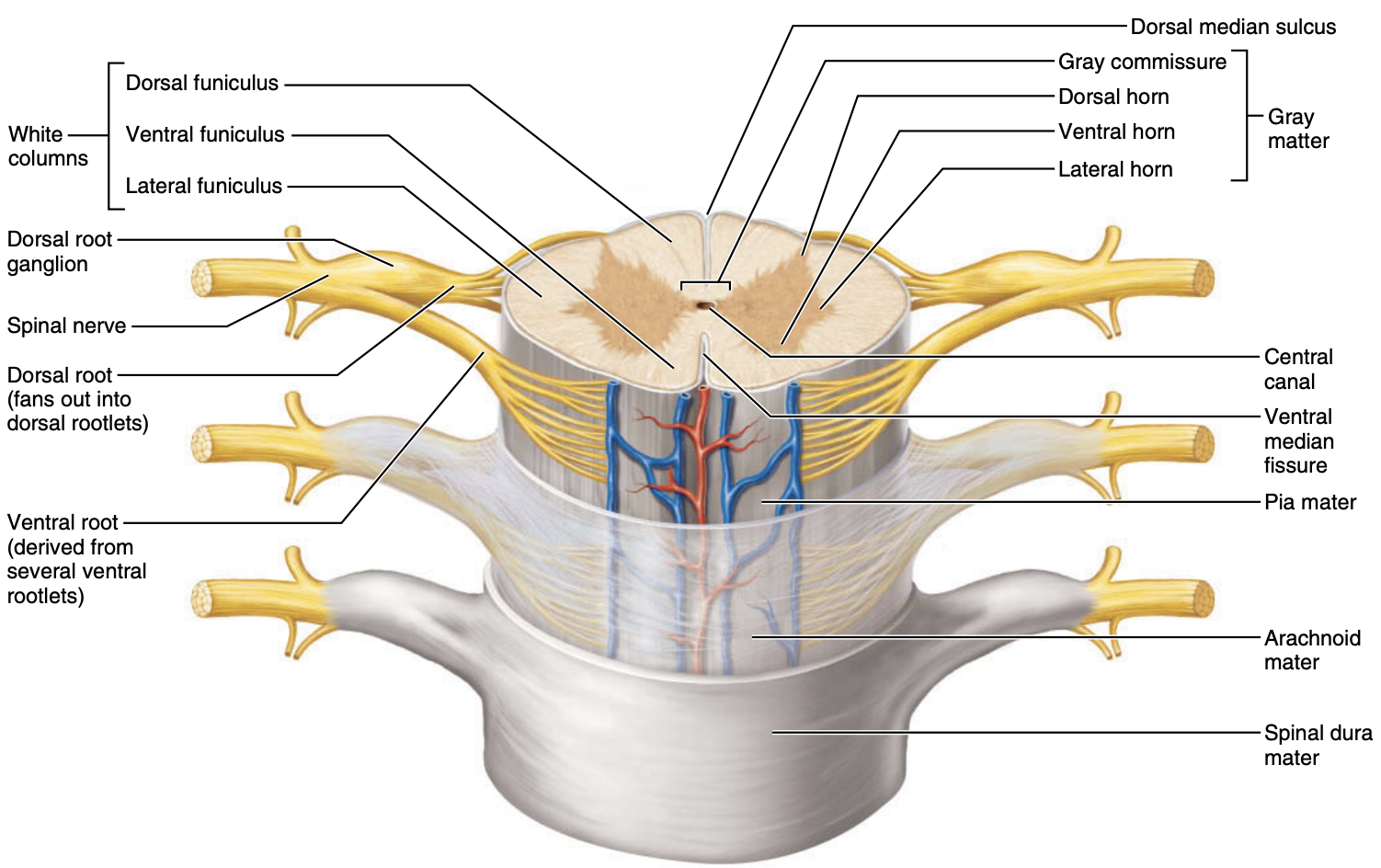 <ol><li><p>In spinal cord segments T1–L2</p></li><li><p>The lateral horns</p></li></ol><p></p>