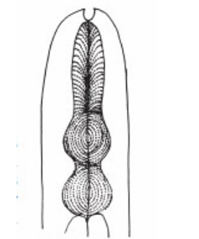 <p>Double-bulb shape</p>