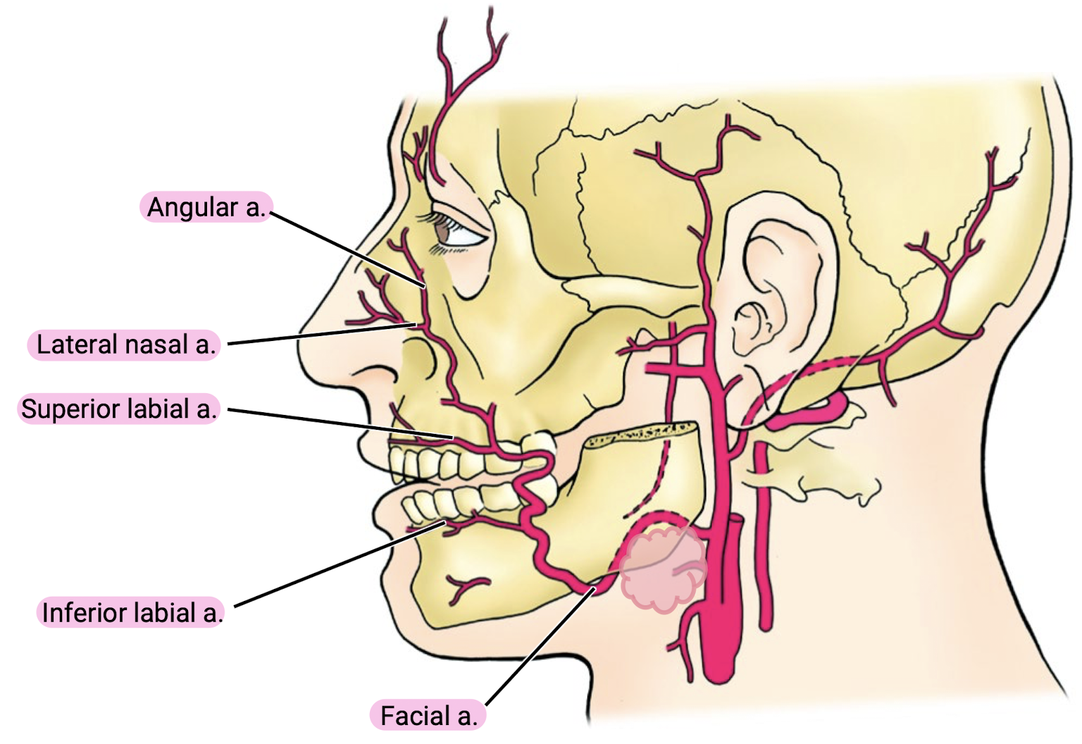 <ol><li><p>Inferior labial a.</p></li><li><p>Superior labial a.</p></li><li><p>Lateral nasal a.</p></li><li><p>Angular a.</p></li></ol><p></p>