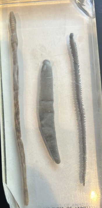 <p>left to right name the specimen </p>