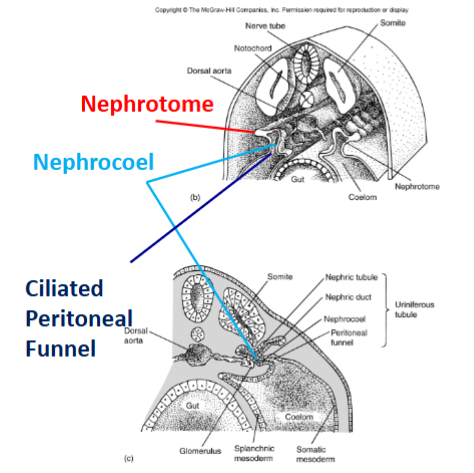 <p>The nephric ridge forms from either side of the midline. The nephric ridge breaks up into nephrotomes, which are often segmented and contain nephrocoel. The nephrocoel is often connected to the coelom via a ciliated peritoneal funnel. Next, the medial end of the nephrotome widens into a thin-walled renal capsule, into which grows the glomerulus. The lateral end of the nephrotomes grows outwards to form the nephric duct. From here, the nephrotomes become the uriniferous tubules.</p>
