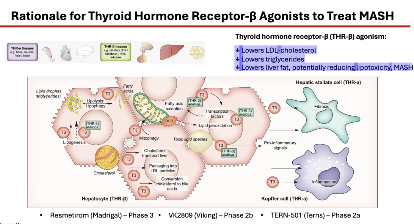 <p>↓ Lowers LDL-cholesterol</p><p>↓ Lowers triglycerides</p><p>↓ Lowers liver fat, potentially reducing lipotoxicity, MASH</p>
