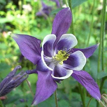 <p>Aquilegia sp.</p>