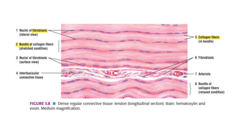 <p></p><p>What type of tissue is this?</p>