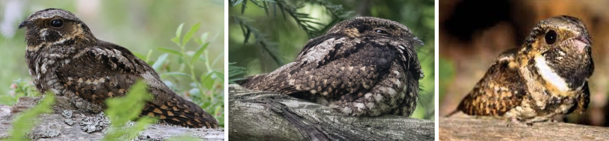 <ul><li><p><span style="background-color: transparent;"><strong>Habitat:</strong> breed in dry deciduous or evergreen-deciduous forests with little underbrush close to open areas, forests- pine-oak with juniper, pine flatwoods, northern hardwood forests, etc., winter- broadleaf tropical/subtropical forest near open areas</span>&nbsp;</p></li><li><p><span style="background-color: transparent;"><strong>Diet:</strong> exclusively insects- moths, click beetles, long horned grasshoppers, stoneflies, ants, bees, wasps, etc.</span></p></li><li><p><span style="background-color: transparent;"><strong>Characteristics:</strong> medium sized, front heavy, </span>cryptic look, complicated mottling of gray and brown<span style="background-color: transparent;">, blackish throat bordered at bottom by white bib, males- white corners to tails (duller in females), large rounded head, big dark eyes, tiny beaks, long whisker like feather stick out from base of beak, stout chest tapers into long tail and wings</span></p></li></ul><p></p>