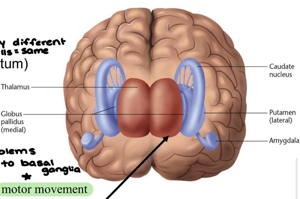 <ul><li><p>Basal ganglia - (subcortical) control and coordination of movement patterns (check loop #2 of approving movement)</p><ul><li><p>Caudate nucleus (striatum)</p></li><li><p>putamin (striatum)</p></li><li><p>globus pallidus</p></li></ul></li><li><p>associated with motor movement, execution of automatic action sequences, aspects of memory and emotional expression, BG disease → motor issues</p></li></ul><p></p>