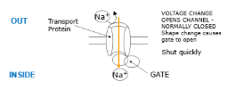 <p>Closed at rest &amp; play an important role in the generation of action potentials</p><p></p><p>K+ channels</p><p>Sodium potassium pump/ NaKATPase </p>