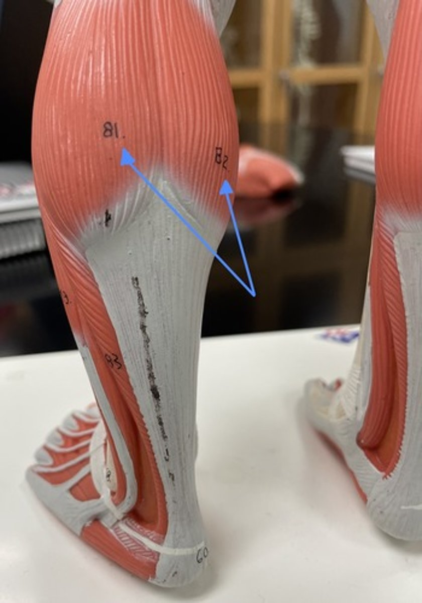 <p>gastrocnemius</p><p>origin:</p><p>insertion:</p><p>action:</p>