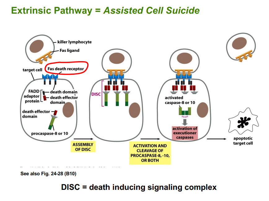 <p><span style="background-color: transparent;"><strong>The Extrinsic Pathway of Apoptosis (Assisted Cell Suicide)</strong></span></p>