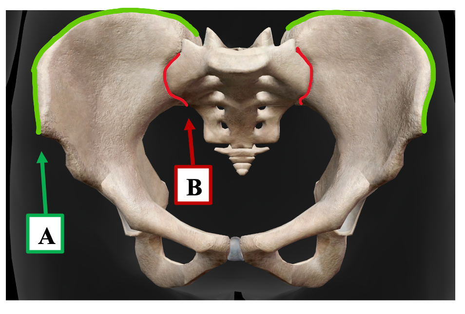 <p>What is the name of the bony landmark that is labeled <strong>A</strong>.</p>