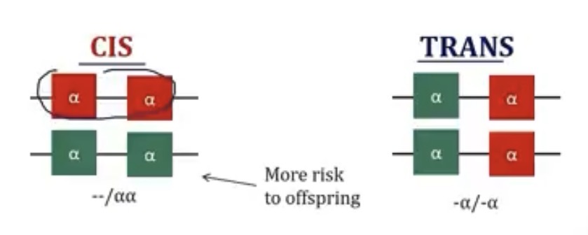 <p>-it depends on if the deleted alpha chains are on the same chromosome; cis and trans</p><p>-the cis form; if they pass off the chromosome that’s deleted, the offspring already have 2/4 mutated copies of the alpha gene</p>