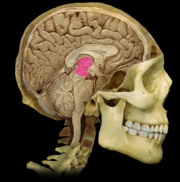 <p>Thalamus (“inner room”)</p>