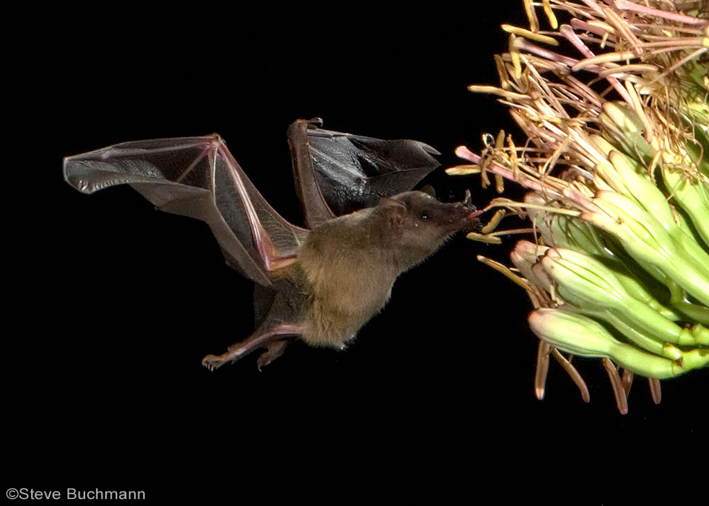 <p>In New Mexico all species are nectar/pollen specialists. </p>