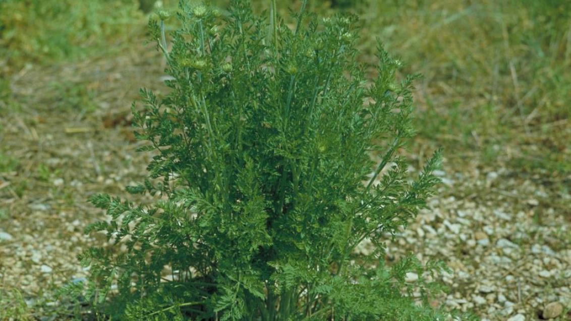 <p>Navadno korenje-Daucus carota</p>