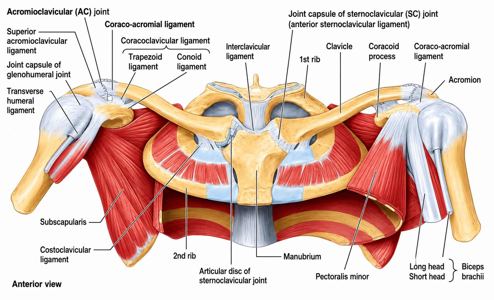 <p>Interclavicular ligament</p>