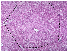 <p>-in liver</p>