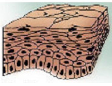 <p><span style="background-color: transparent;">multi-layers of flattened cells, with outer cells keratinized or non-keratinized</span></p><ul><li><p><span style="background-color: transparent;">Much thicker than simple squamous and simple columnar/cuboidal</span></p></li><li><p><span style="background-color: transparent;">Found in: Oropharynx cavity, esophagus, rectum, vagina, cornea, and skin (keratinized)</span></p></li></ul><p></p>