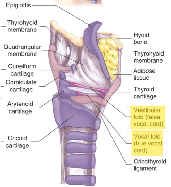 <p><span>Air moves past the vocal chords, causing them to vibrate.</span></p>