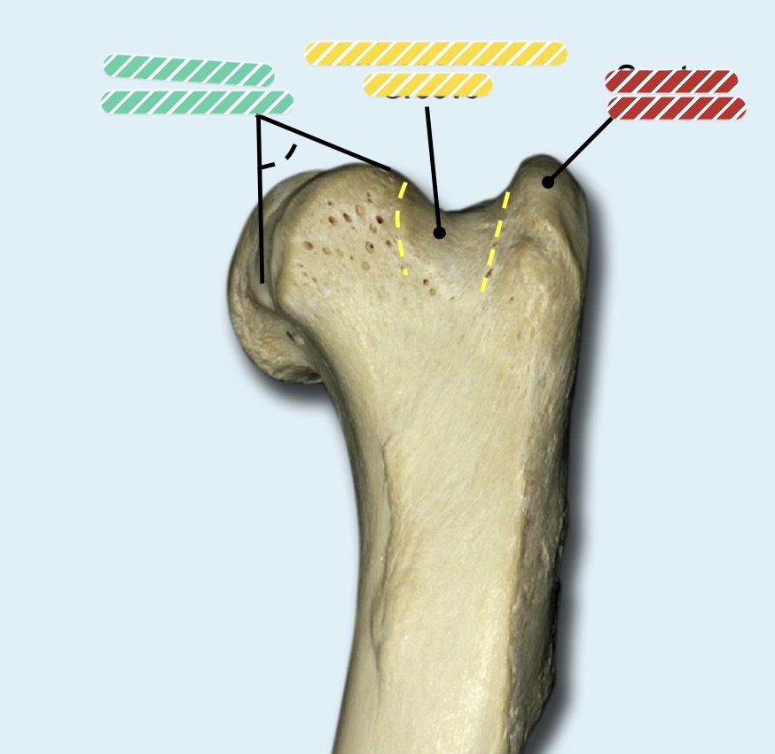 <p>List the structures green to red</p>