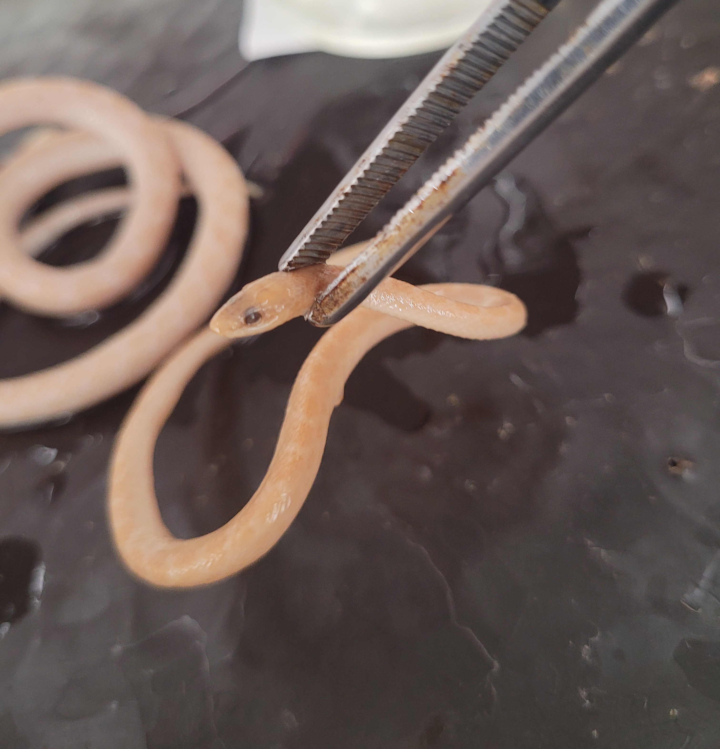<p>What species is this? (sci and common)</p>
