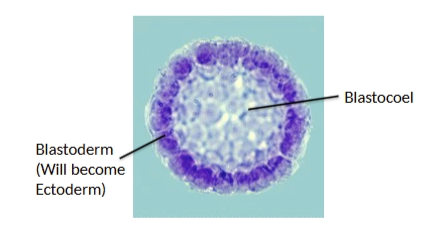<p>“hollow” ball of cells is aka</p>