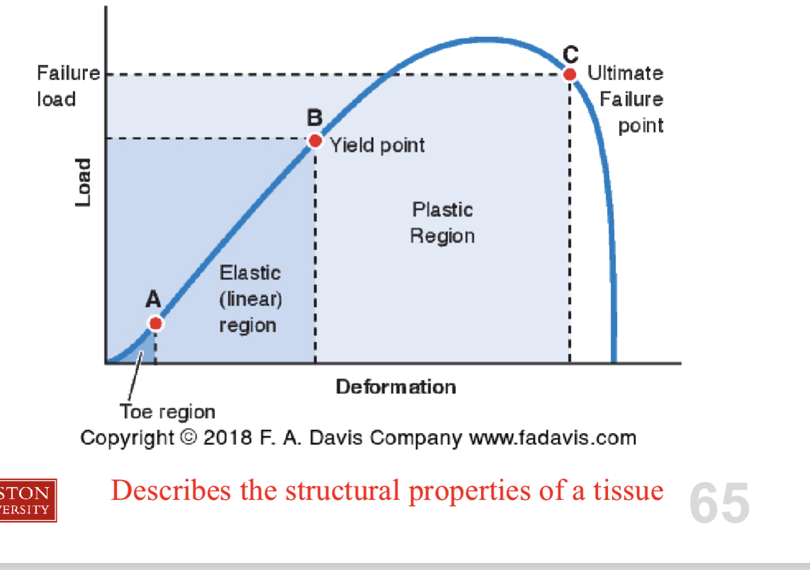<ul><li><p>Describes the properties of tissue</p></li></ul><p></p><p><strong>Toe region:</strong> taking rest or slack</p><p></p><p><strong>Elastic region:</strong></p><ul><li><p>steep slope = high load and small deformation —> stiff</p></li><li><p>more horizontal = small load and high deformation —> more compliant</p></li></ul><p></p><p><strong>Plastic region:</strong></p><ul><li><p>more deformation for small load → microfailures in tissue</p><ul><li><p>removing load does <strong>NOT </strong>stop failure, need to reintroduce <strong>ECM </strong>for <strong>healing</strong></p></li></ul></li></ul><p></p><p></p>