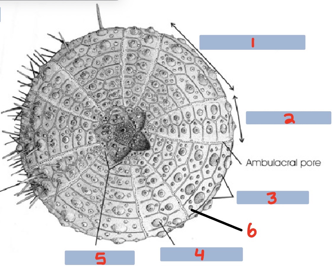 <p>5?</p>
