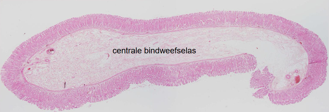 <p>preparaat en kleuring</p>