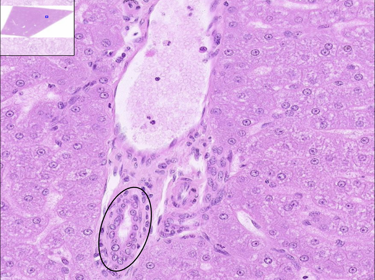 <p>What structure is this?</p>