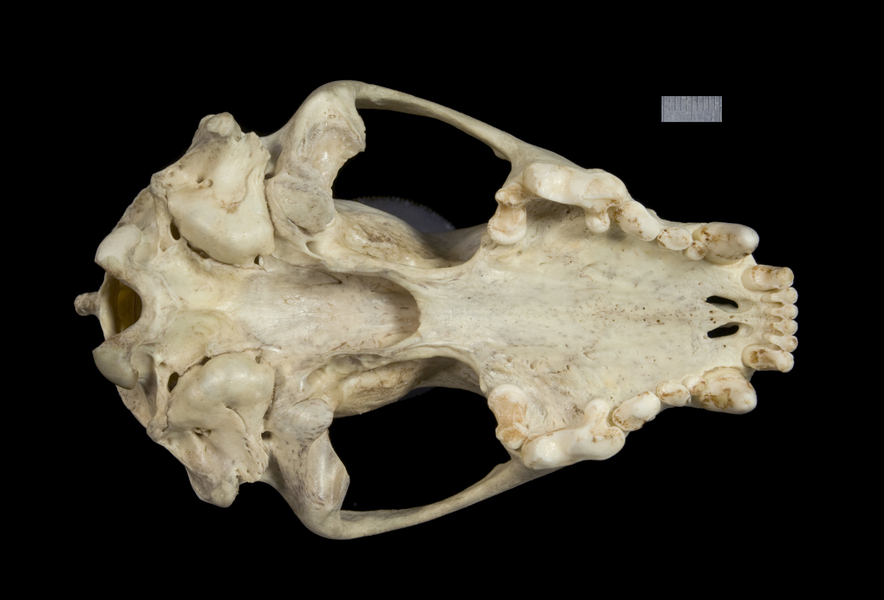 <p><span>No alisphenoid canal, palate extends past teeth, bell-shaped last upper molar, large</span></p>