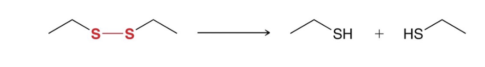 <p>reduction of disulfides to thiols </p>