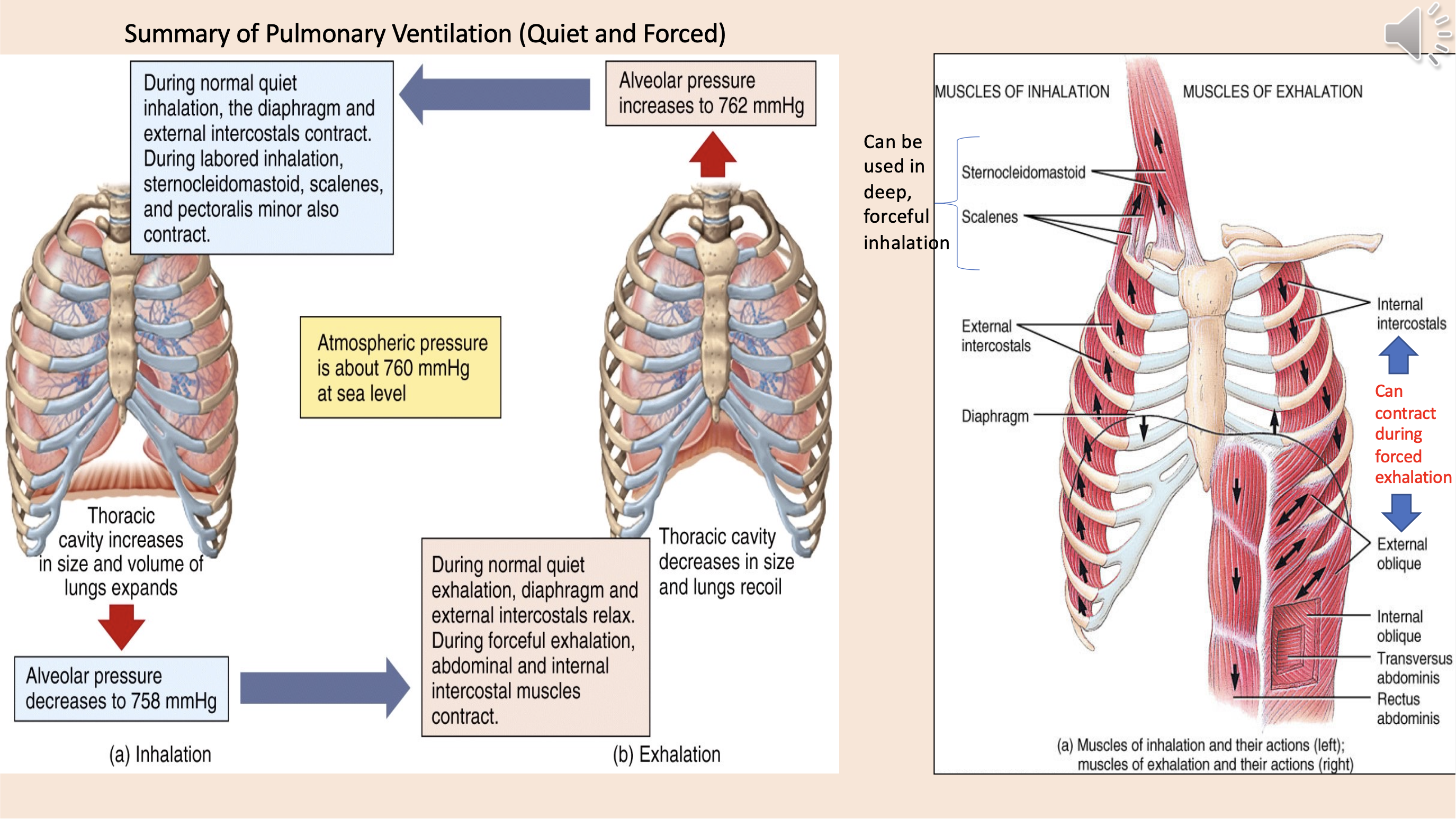 <p>Summary of pulmonary Ventilation (Quiet and Forced).</p><p>Thoracic cavity increases in size and volume of lungs expands.</p><p>Alveolar pressure decreases to 758 mmHg.</p><p>(a) Inhalation.</p><p>During normal quiet exhalation, exhalation, diaphragm and external intercostals relax. During forceful exhalation, abdominal and internal intercostal muscles contract. </p><p>(b) Exhalation.</p><p>Thoracic cavity decreases in size and lungs recoil. </p><p>Alveolar pressure increases to 762 mmHg.</p><p>During normal quiet inhalation, the diaphragm and external intercostals contract. During labored inhalation, sternocleidomastoid, scalenes, and pectoralis minor also contract. </p><p>Atmospheric pressure is about 760 mmHg at sea level.</p><p>Thoracic cavity increases in size and volume of lungs expands. </p><p>Sternocleidomastoid.</p><p>Scalenes.</p><p>Can be used in deep, forceful inhalation. </p><p>Internal intercostals.</p><p>External oblique.</p><p>Can contract during forced exhalation. </p>