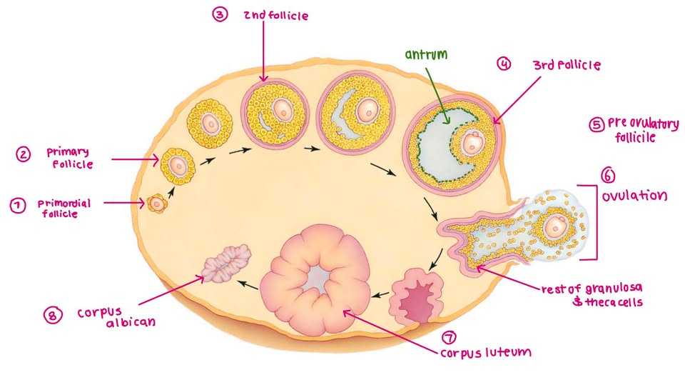 <p>(1) primordial follicle</p><ul><li><p>start w folliciles made in fetal (dormant till puberty)</p><ul><li><p>born w all primodiral follicle one needs</p></li></ul></li><li><p>follicles = 1 oocyte + 1 layer flat granulosa cell</p></li></ul><p></p><p>(2) primary follicle</p><ul><li><p>during puberty follicle activated </p></li><li><p>go primordial → primary follicle (30-50)</p><ul><li><p>1 oocyte = ovulated </p></li><li><p>rest = atresia </p></li></ul></li><li><p>granulosa cell proliferate → VV layers around oocyte</p></li><li><p>NEW → zona pellcida </p></li></ul><p></p><p>(3) secondary follicles</p><ul><li><p>primary follicile mature → 2nd follicile </p></li><li><p>granulosa cells cont proliferate &amp; make hormones</p></li><li><p>still 1 oocyte + zona pellcida</p></li><li><p>NEW → theca cells &amp; make hormones</p></li></ul><p></p><p>(4) tertiary/antral follicles</p><ul><li><p>2nd follicile → 3rd follicle</p></li><li><p>granulosa cells cont proliferate = follciles grow big </p></li><li><p>still 1 oocyte + zona pellucida + theca cells </p></li><li><p>NEW → antrum (fluid filled cavity) help follcile swell  4 ovulation</p></li><li><p>NEW → 2nd oocyte + polar body &amp; ready for ovulation if matured enough </p></li></ul><p></p><p>(5) pre ovulatory follicle </p><ul><li><p>3rd follcile mature &amp; antrum INC size → folliciles ready to release oocyte 4 ovulation</p></li></ul><p></p><p>(6) ovulation</p><ul><li><p>if enough hormone made &amp; stim ovulation = rupture follcile</p></li><li><p>THEN → 2nd oocyte release in uterine tube 4 fertilization + granulosa cells around oocyte leave</p></li><li><p>still have granulos &amp; theca cells left</p></li></ul><p></p><p>(7) corpus lutenum forms</p><ul><li><p>left over follicle cells → corpus luteum</p></li><li><p>secrete hormones 4 pregnancy </p></li><li><p>X pregnancy = degrate as corpus albican (scar tissue)</p></li></ul><p></p><p></p><p>Primordial follicle → primary follicle → secondary follicle → tertiary follicle → pre-ovulatory follicle → ovulation → corpus luteum → corpus albican</p>