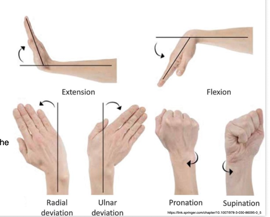 <ul><li><p>Flexion/ Extension </p></li><li><p>Radial/ Ulnar deviation </p></li><li><p>Supination/ Pronation </p></li></ul><p></p>