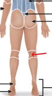 <p>the knee (posterior view) </p>