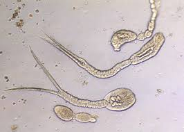 <p>What is this? </p>