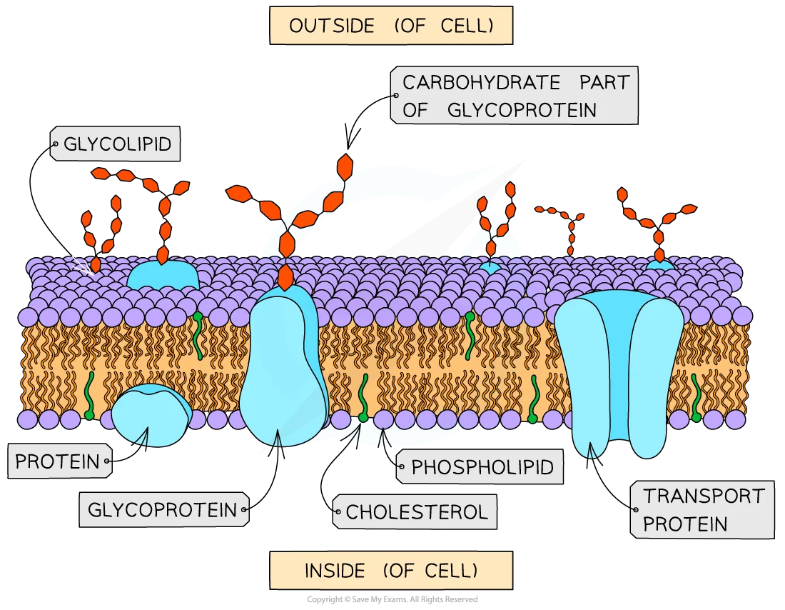 <p>Cell-surface (Plasma Membrane): Function (2)</p>