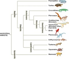 <p>This reflects the <strong>evolutionary relationship</strong> between organisms. ,</p><p>Looks at similarities and differences in structure and function (represented by phylogenetic tree)</p><p>Each branch represents where <strong>divergence </strong>occurred (i.e. where a common ancestor evolves to become new species).</p><p><strong><u>The closer the branches, the closer the evolutionary relationship, therefore the more recently they shared a common ancestor</u></strong></p>