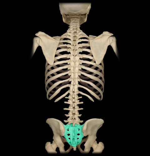 <p>Lower back and base of spine over sacrum, Posterior region between the hip bones</p>