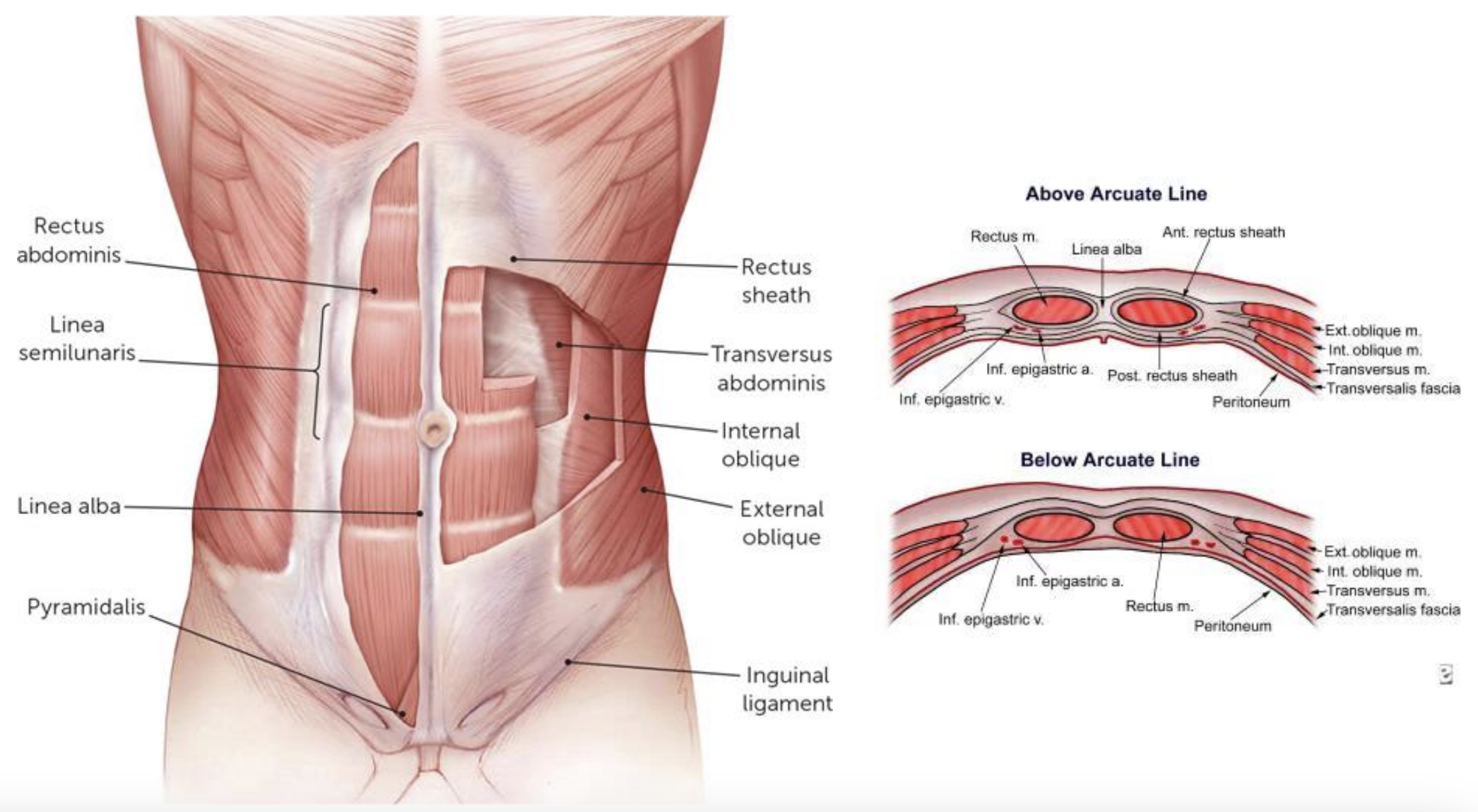 <p>Anterior Abdominal Wall (Rectus Sheath, Rectus Sheath Regions &amp; Aponeurosis layers)</p>